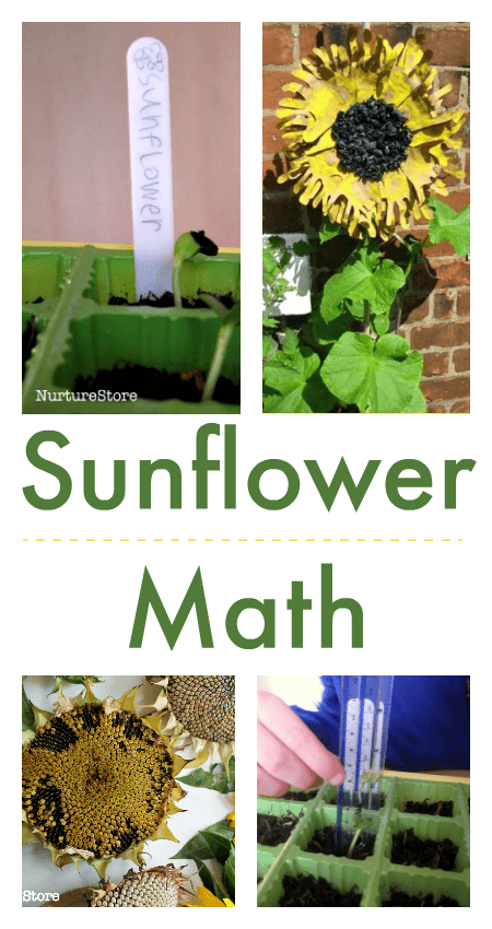 sunflower math activities printables, sunflower height chart