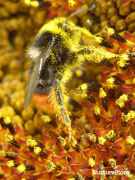 bee covered in pollen