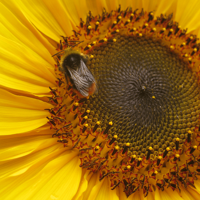 bee on a sunflower