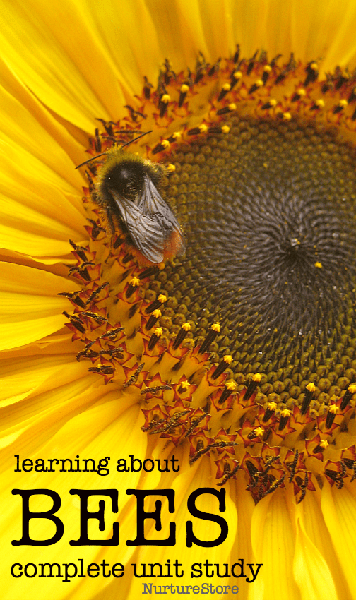 learning about bees unit lesson plan about bees