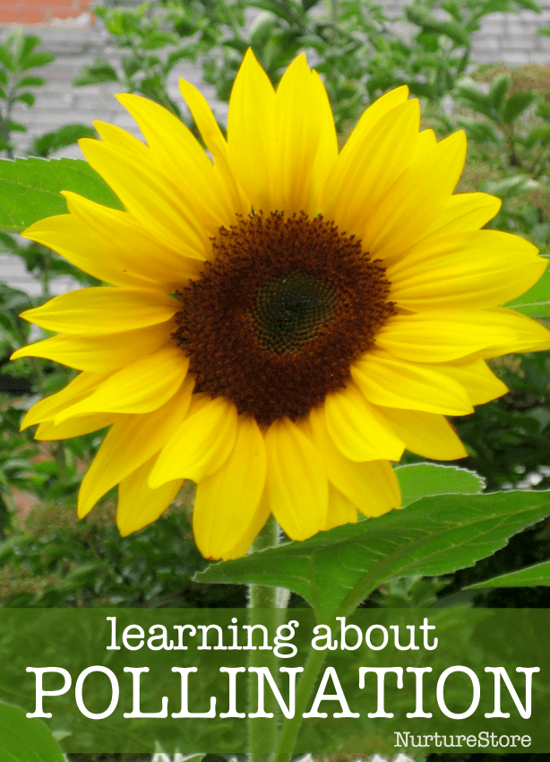 what is pollination lesson plan, bee unit, learning about pollination lesson