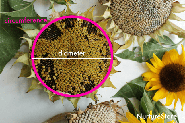 diameter circumference sunflower