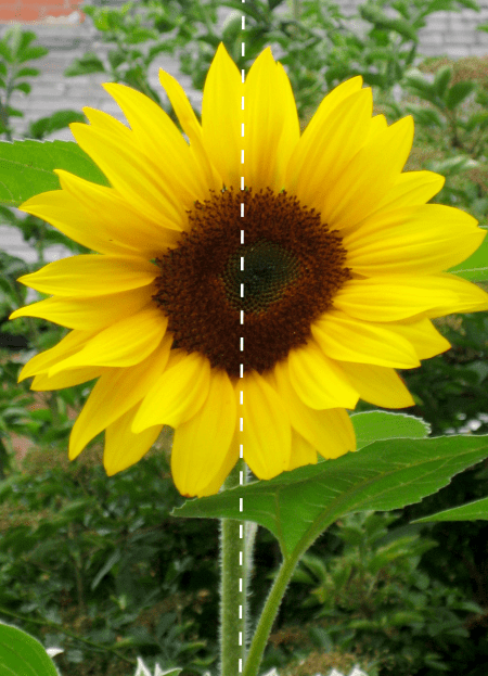 Shapes and symmetry in nature using sunflowers - NurtureStore
