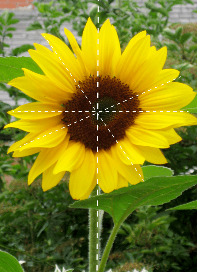 Shapes and symmetry in nature using sunflowers - NurtureStore