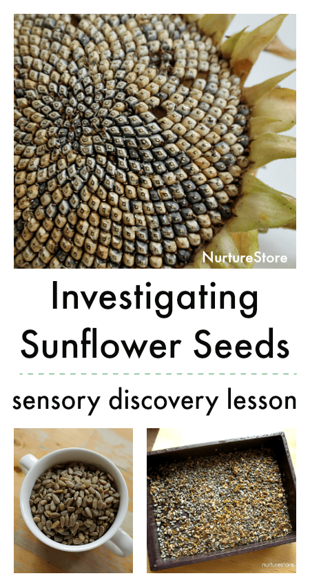 investigating sunflower seeds lesson