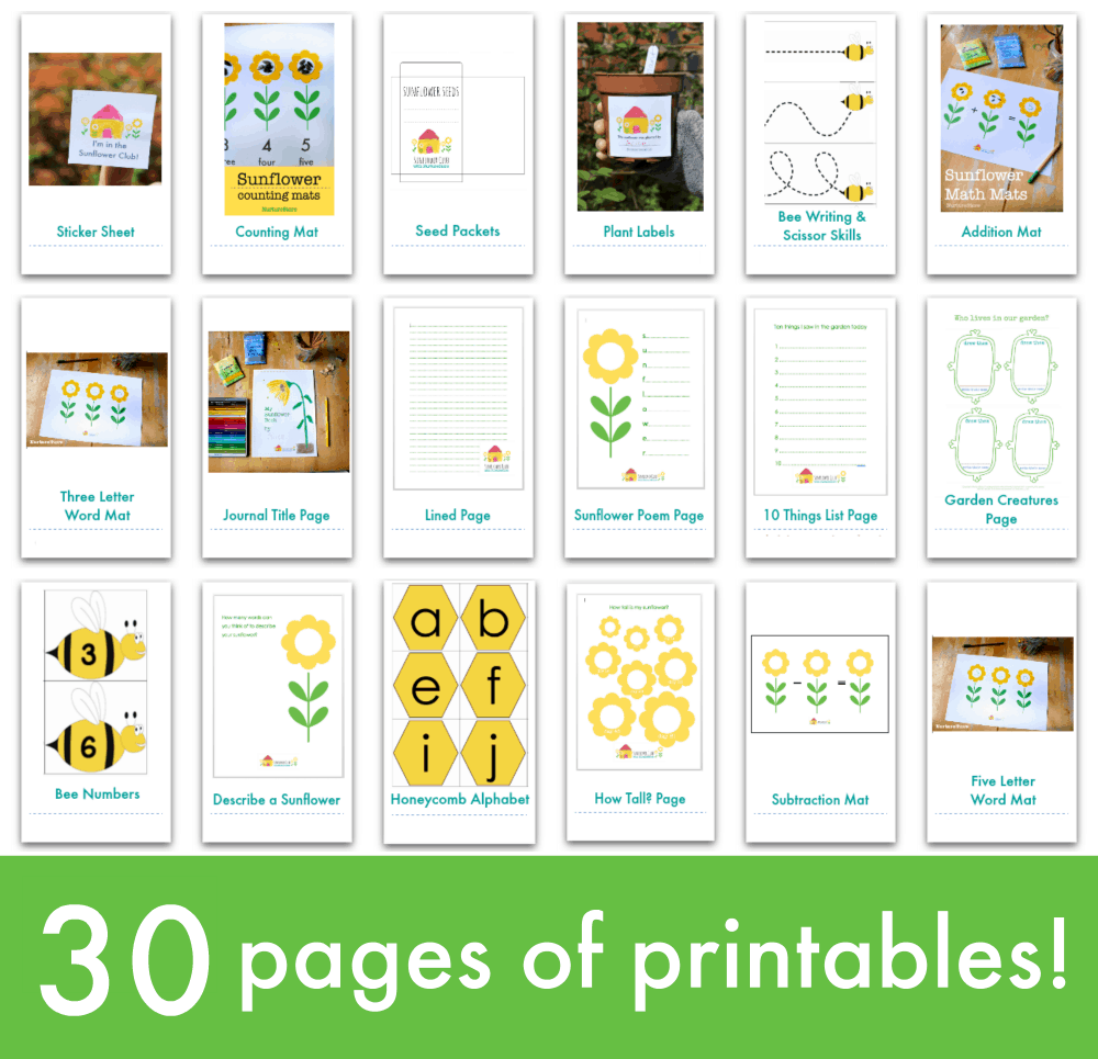 Sunflower Growing Chart