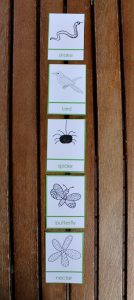 Deciduous forest food chain lesson printables - NurtureStore