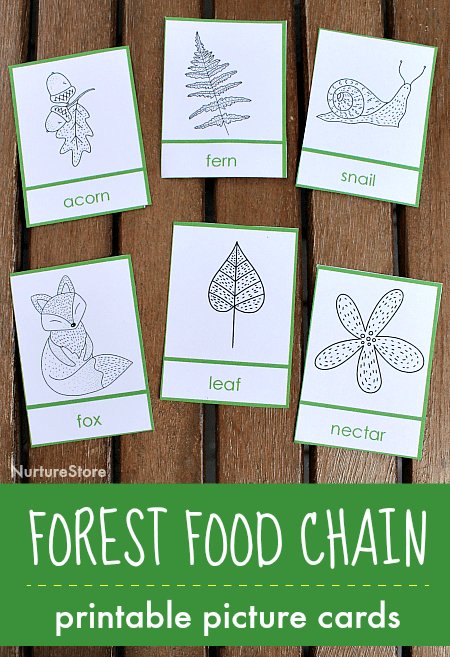 forest food chain