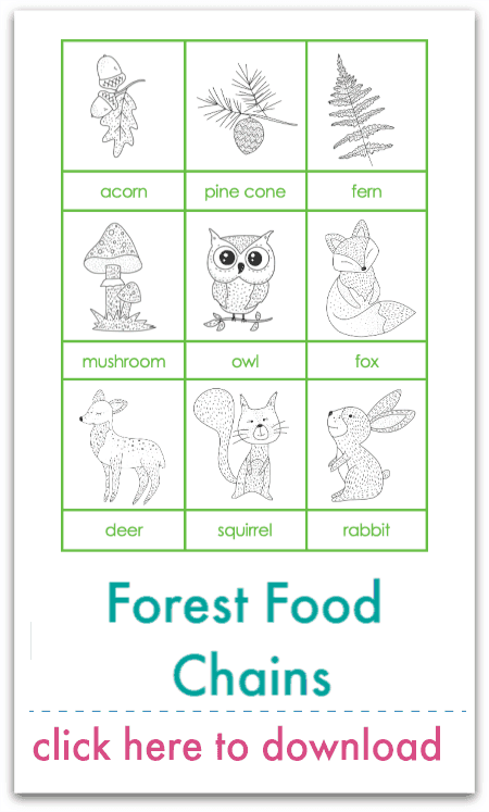 forest food chains