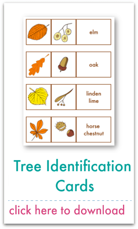 tree identification cards