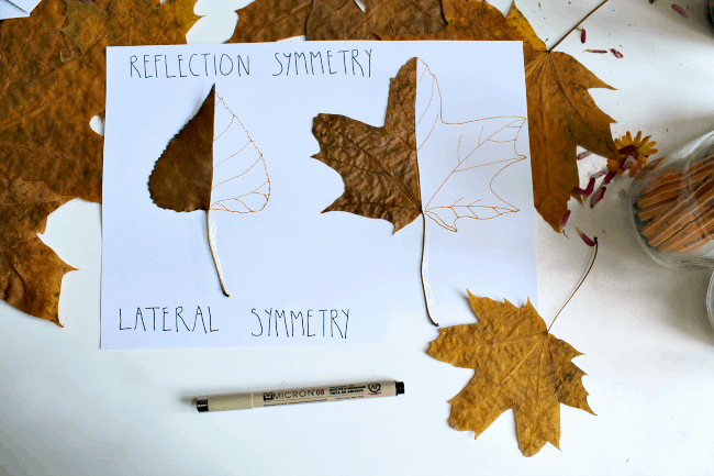 Leaf symmetry lesson combining math and art - NurtureStore