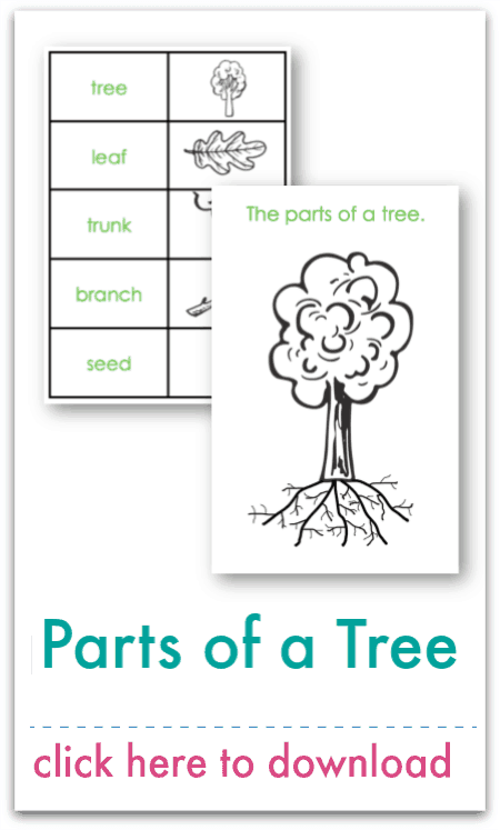 parts of a tree