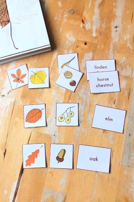 autumn science leaf and seed flash cards
