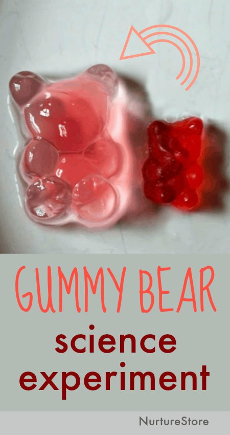 salt water gummy bear experiment