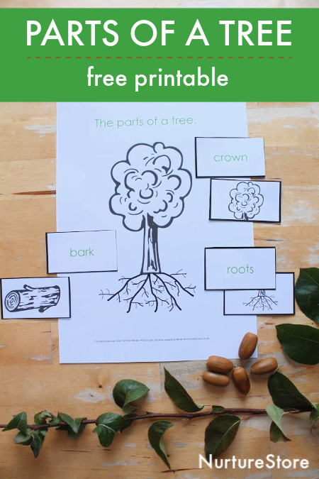 parts-of-a-tree-lesson-with-printable-nurturestore