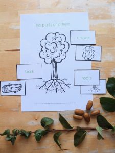 Parts of a tree lesson with printable - NurtureStore