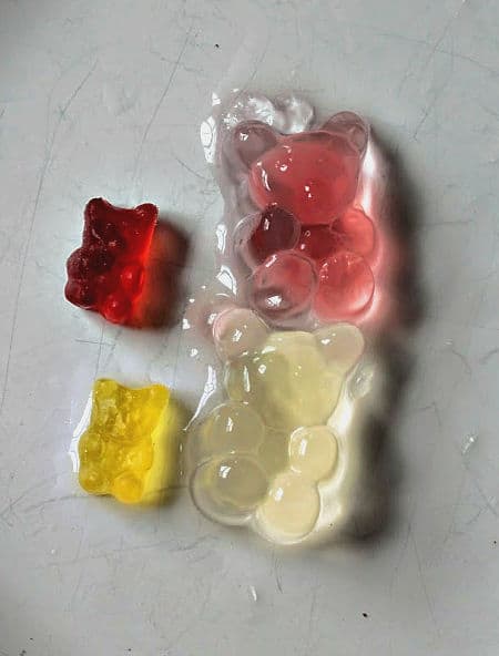 osmosis experiment with gummy bears