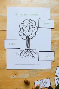 Parts of a tree lesson with printable - NurtureStore