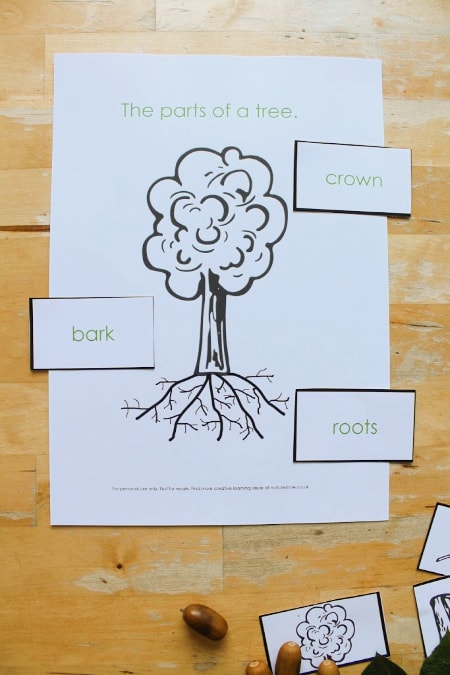 Part 3: Project 1: Exercise 1 – Sketching individual trees – stuart brownlee