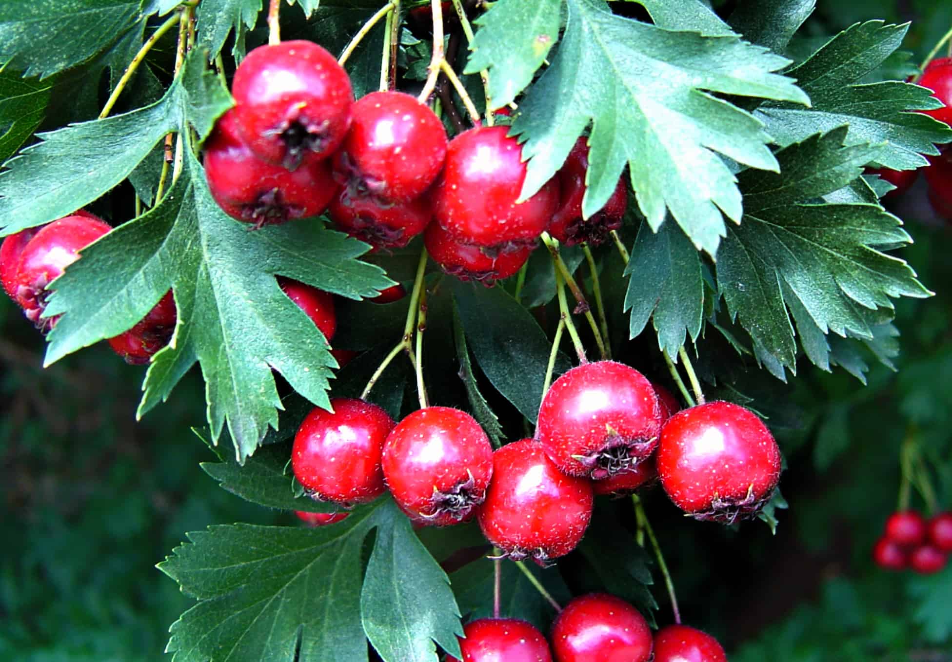 hawthorn-foraging-guide-for-children-with-hawthorn-tea-recipe