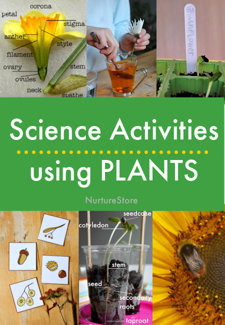 Science activities using plants including seeds growing and nature flashcards