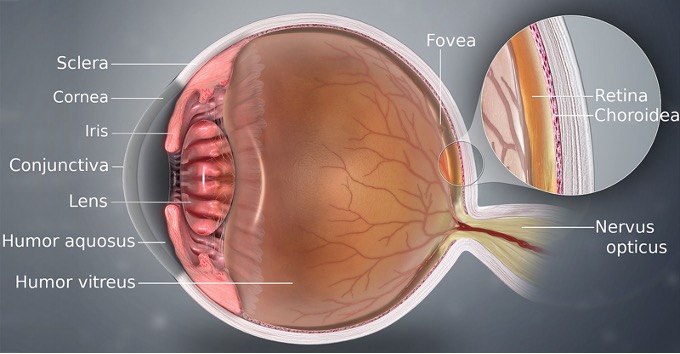 how to human eye works